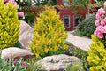 Golden Hinoki Cypress 'Gold Hage' | Miniature Dwarf Conifer | Japanese Cypress Tree | Small Evergreen Shrub | Bonsai Plant | 1 Gallon