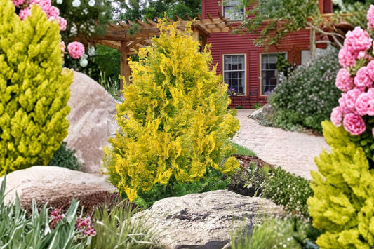 Golden Hinoki Cypress 'Gold Hage' | Miniature Dwarf Conifer | Japanese Cypress Tree | Small Evergreen Shrub | Bonsai Plant | 1 Gallon