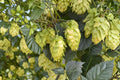 Glacier Hops Plant | Humulus lupulus Live Vine | Brewing Hops Rhizome Alternative | Fast Growing Climbing Vine | Home Brewing Plant | 1 Gallon