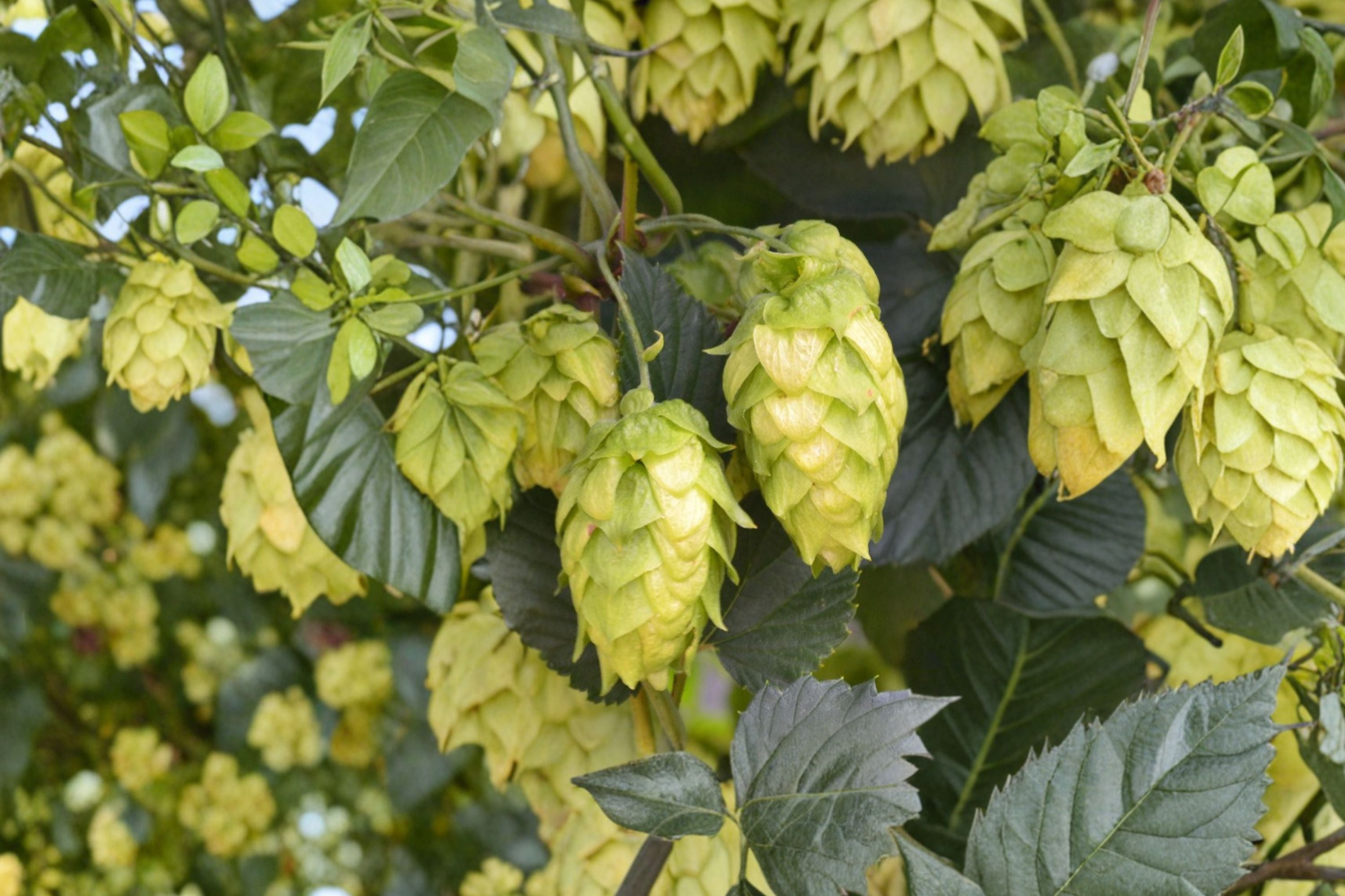 Glacier Hops Plant | Humulus lupulus Live Vine | Brewing Hops Rhizome Alternative | Fast Growing Climbing Vine | Home Brewing Plant | 1 Gallon
