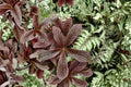 Rodgersia 'Bronze Peacock' | Shade Garden Plant | Dark Foliage Perennial | Tropical Look Plant | Large Leaf Plant | Moisture Loving | 1 Gallon