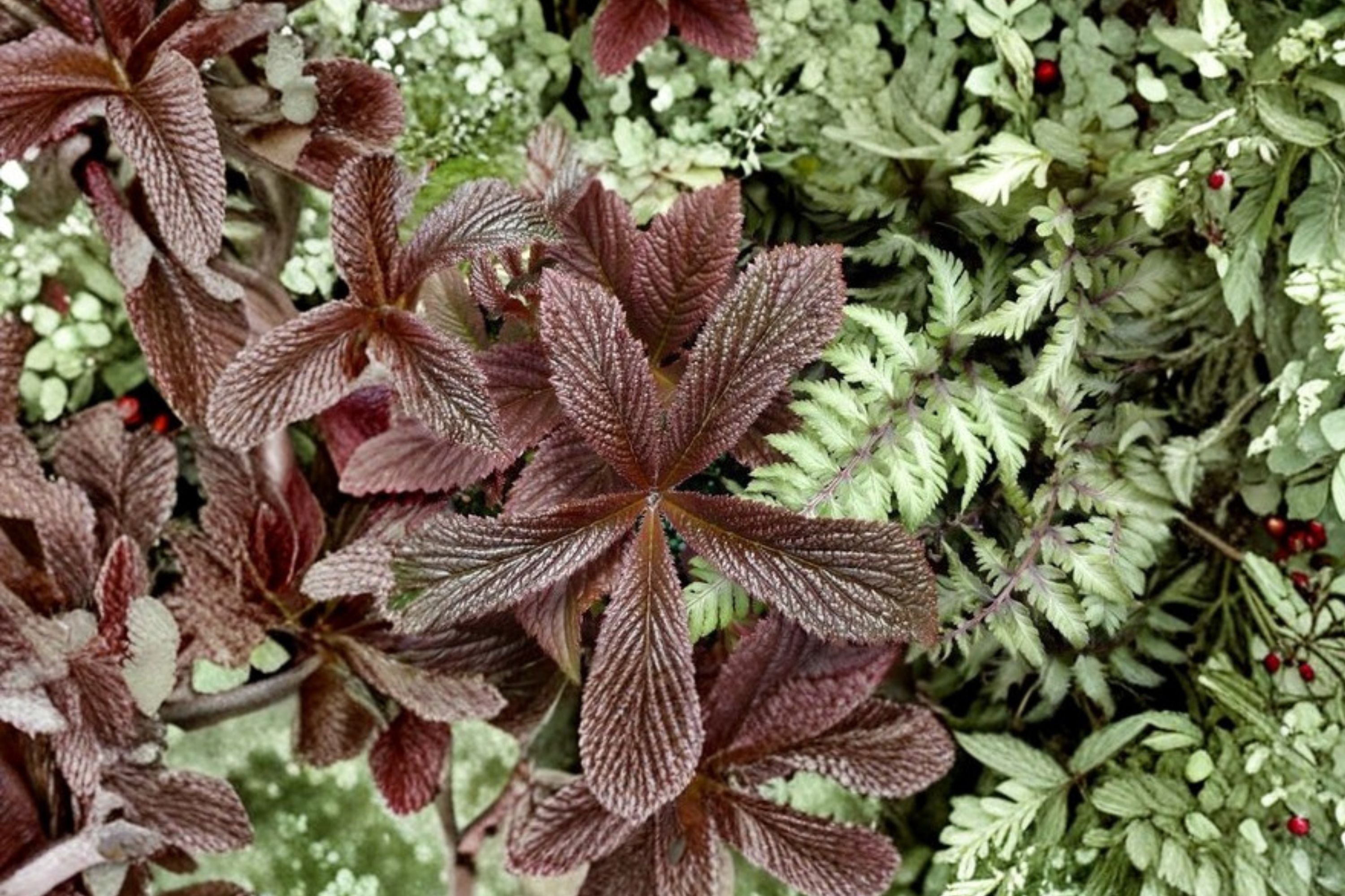 Rodgersia 'Bronze Peacock' | Shade Garden Plant | Dark Foliage Perennial | Tropical Look Plant | Large Leaf Plant | Moisture Loving | 1 Gallon