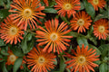 Orange Ice Plant 'Ocean Sunset Orange Glow' | Delosperma Groundcover | Drought Tolerant Succulent | Hardy Ice Plant | Rock Garden Plant | 3.5" Pot