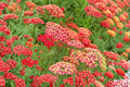 Yarrow 'Paprika' | Red Achillea Plant | Drought Tolerant Perennial | Pollinator Garden Flower | Deer Resistant | 3.5" Pot