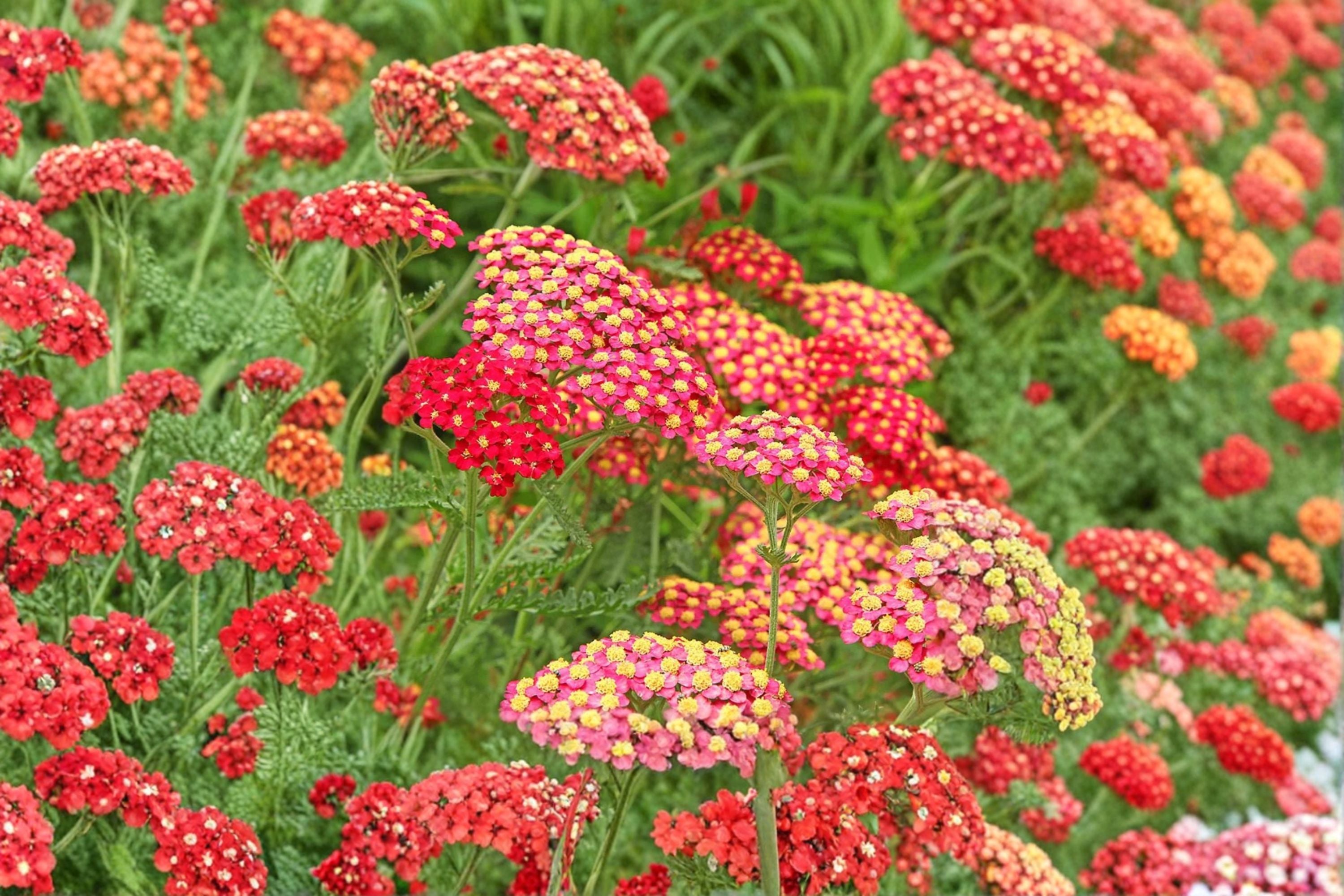 Yarrow 'Paprika' | Red Achillea Plant | Drought Tolerant Perennial | Pollinator Garden Flower | Deer Resistant | 3.5" Pot