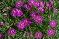 Purple Ice Plant ‘Desert Dancers’ | Delosperma Groundcover | Drought Tolerant Succulent | Hardy Ice Plant | Rock Garden Plant | Plug