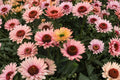 Salmon Coneflower ‘SunSeekers Salmon’ | Echinacea Perennial | Live Plant or Bareroot | Pollinator Garden Flower | Drought Tolerant Plant