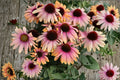 Rainbow Marcella Coneflower | Orange Pink Echinacea | Bicolor Coneflower Live Plant or Bareroot | Pollinator Garden Perennial