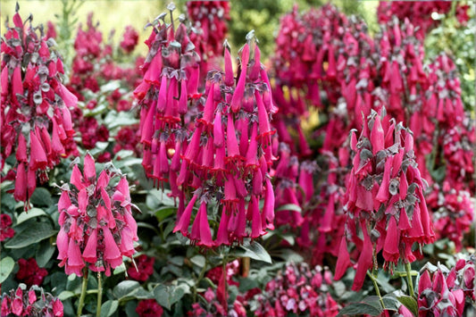 Pink Cape Fuchsia Plant ‘Pink Sensation’ | Hummingbird Flower | Phygelius Perennial Shrub | 1 Gallon Live Plant