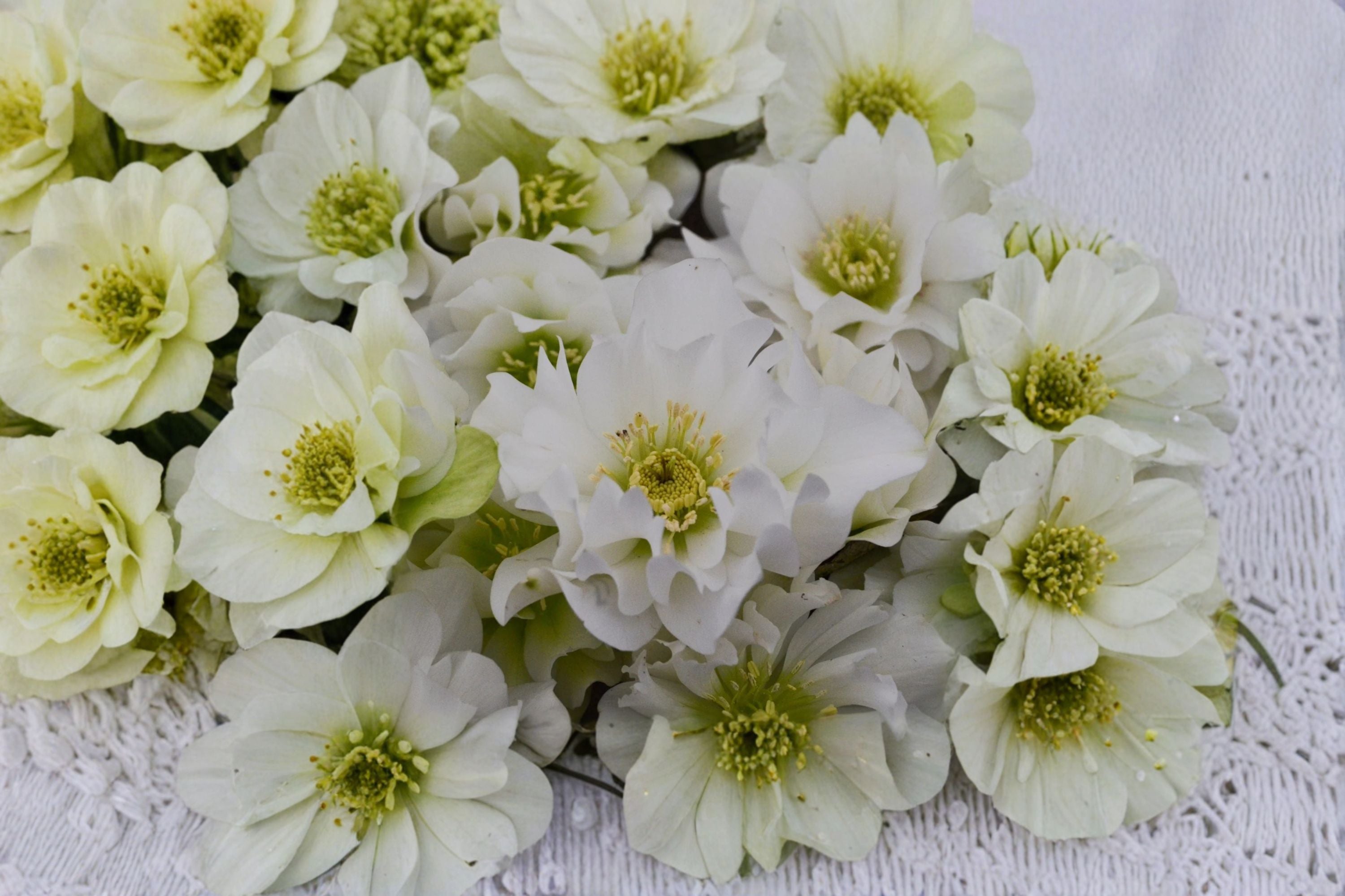 Hellebore ‘Father of the Bride’ | White Lenten Rose Plant | Wedding Party Series | Shade Perennial | Winter Blooming Flower