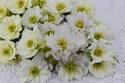 Hellebore ‘Father of the Bride’ | White Lenten Rose Plant | Wedding Party Series | Shade Perennial | Winter Blooming Flower