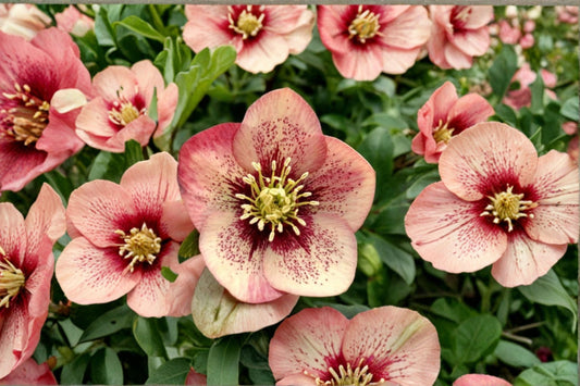Hellebore ‘Sandy Shores’ | Apricot Lenten Rose | Honeymoon Series | Shade Perennial | Winter Blooming Flower