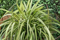 Phormium ‘Blondie’ | Dwarf New Zealand Flax | Variegated Evergreen Plant | 1 Gallon Live Plant | Drought Tolerant