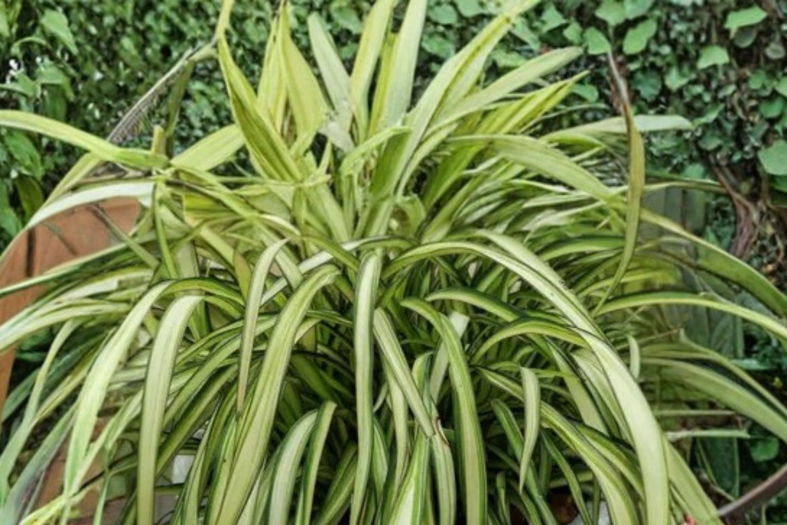 Phormium ‘Blondie’ | Dwarf New Zealand Flax | Variegated Evergreen Plant | 1 Gallon Live Plant | Drought Tolerant