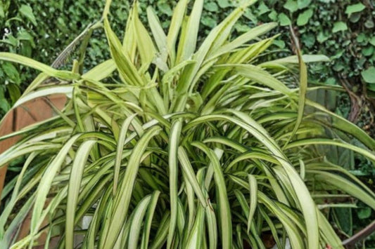 Phormium ‘Blondie’ | Dwarf New Zealand Flax | Variegated Evergreen Plant | 1 Gallon Live Plant | Drought Tolerant
