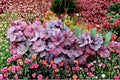 Heuchera ‘Georgia Plum’ | Purple Coral Bells | Evergreen Shade Perennial | Live Plant Plug | Foliage Plant