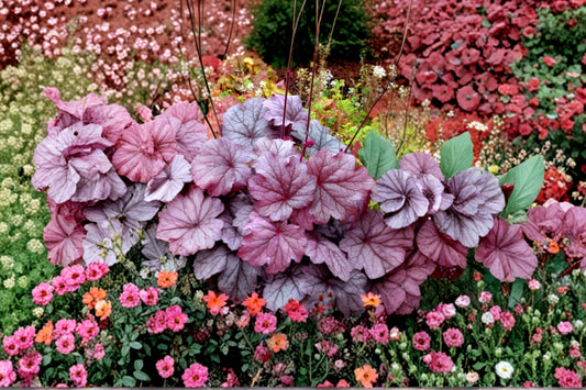 Heuchera ‘Georgia Plum’ | Purple Coral Bells | Evergreen Shade Perennial | Live Plant Plug | Foliage Plant