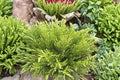 Hebe ‘Karo Golden Esk’ | Golden Evergreen Shrub | Dwarf Whipcord Hebe | Compact Outdoor Plant | 1 Gallon Live Plant