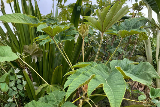 Tetrapanax ‘Rex’ | Giant Leaf Tropical Plant | Rice Paper Plant | Fast Growing Privacy Plant | Exotic Garden Plant | Live Plant