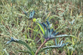 Blue Kangaroo Paw ‘Masquerade’ | Rare Anigozanthos Plant | Purple Teal Flowers | Exotic Drought Tolerant Plant | Live Plant