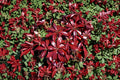 Pieris ‘Glowing Hearts’ | Shade Evergreen Shrub | Japanese Andromeda Plant | Red New Growth Plant | Acid Loving Shrub | 1 Gallon Live Plant