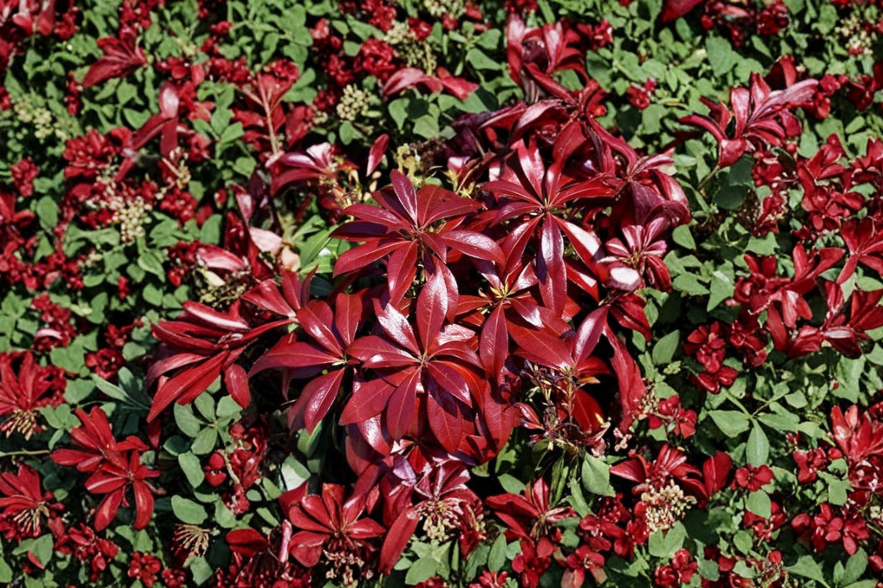 Pieris ‘Glowing Hearts’ | Shade Evergreen Shrub | Japanese Andromeda Plant | Red New Growth Plant | Acid Loving Shrub | 1 Gallon Live Plant