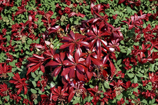 Pieris ‘Glowing Hearts’ | Shade Evergreen Shrub | Japanese Andromeda Plant | Red New Growth Plant | Acid Loving Shrub | 1 Gallon Live Plant