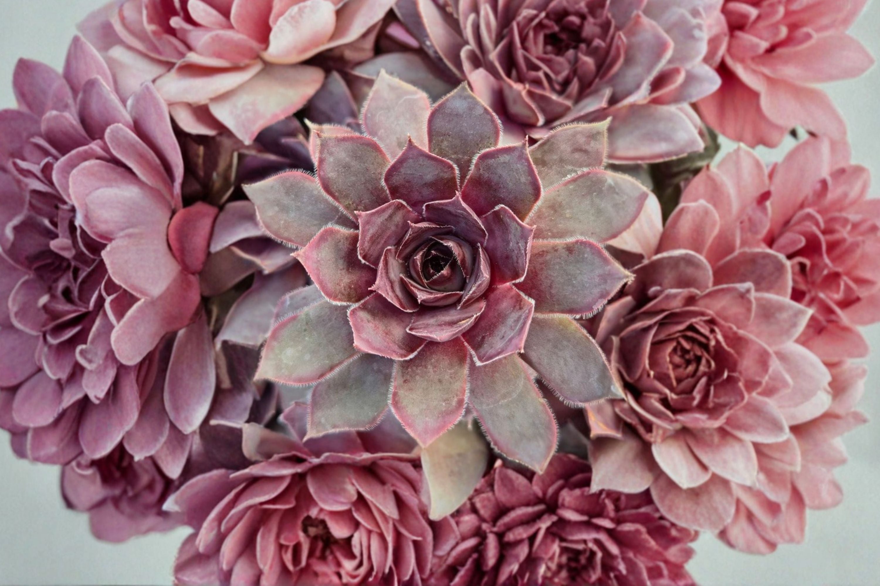 Giant Hens and Chicks ‘Copper Canyon’ | Sempervivum Chick Charms | Cold Hardy Succulent | Large Rosette Plant | Rock Garden Groundcover