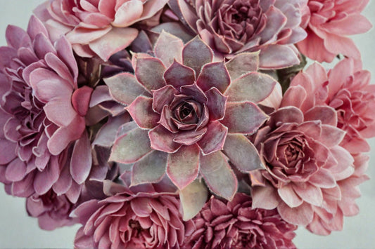 Giant Hens and Chicks ‘Copper Canyon’ | Sempervivum Chick Charms | Cold Hardy Succulent | Large Rosette Plant | Rock Garden Groundcover