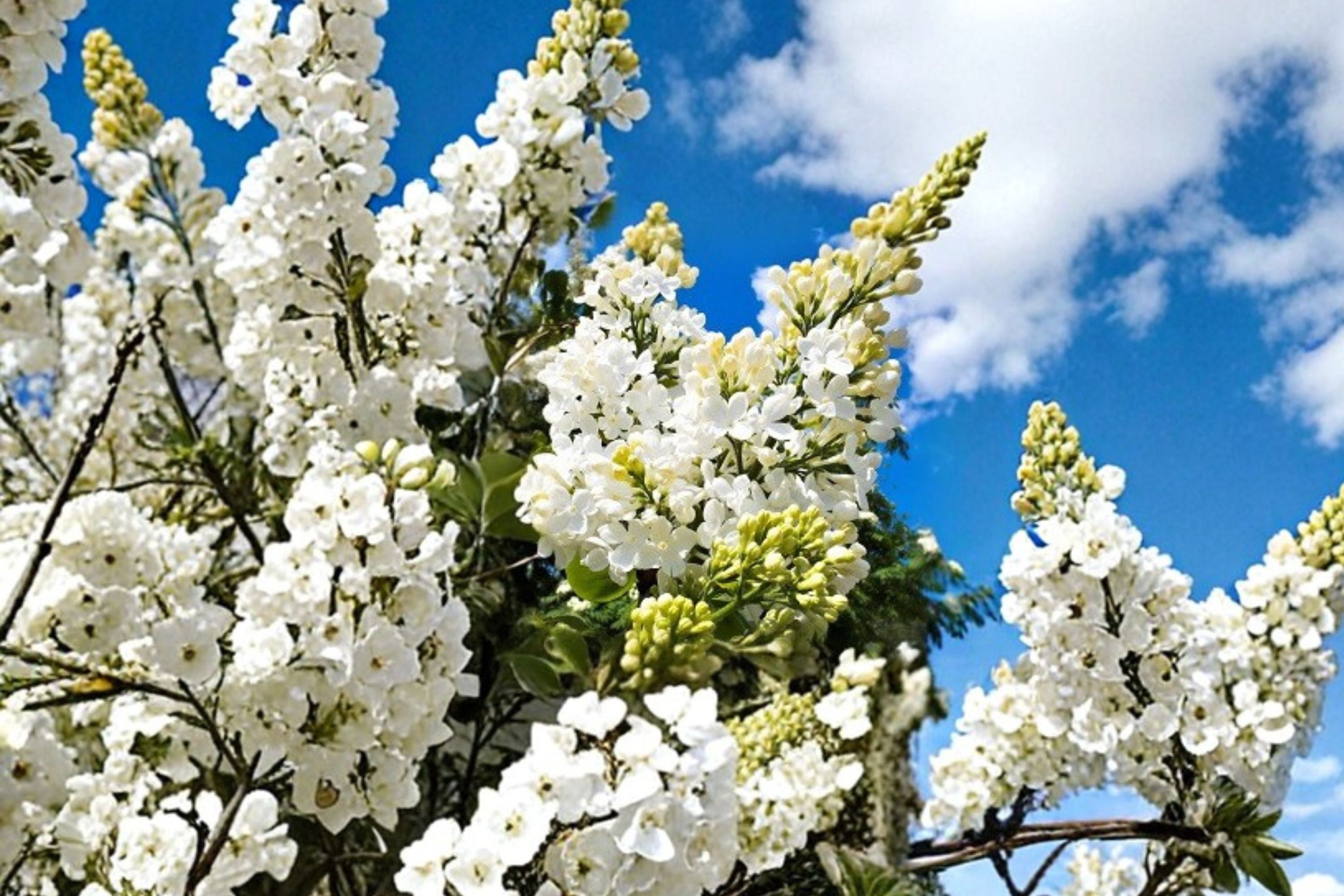 White Lilac ‘Madame Lemoine’ | Double French Lilac Bush | Fragrant Flowering Shrub | Wedding Garden Plant | 1 Gallon Live Plant