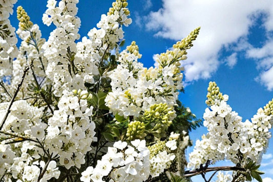 White Lilac ‘Madame Lemoine’ | Double French Lilac Bush | Fragrant Flowering Shrub | Wedding Garden Plant | 1 Gallon Live Plant