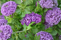 Purple Lilac ‘Alice Christianson’ | Double French Lilac Bush | Fragrant Lavender Flowers | Cottage Garden Shrub | 1 Gallon Live Plant