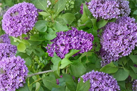 Purple Lilac ‘Alice Christianson’ | Double French Lilac Bush | Fragrant Lavender Flowers | Cottage Garden Shrub | 1 Gallon Live Plant