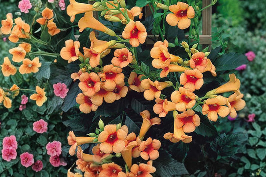 Trumpet Vine ‘Indian Summer’ | Hummingbird Vine | Orange Flowering Climbing Vine | Fast Growing Privacy Vine | Trellis Plant | 1 Gallon