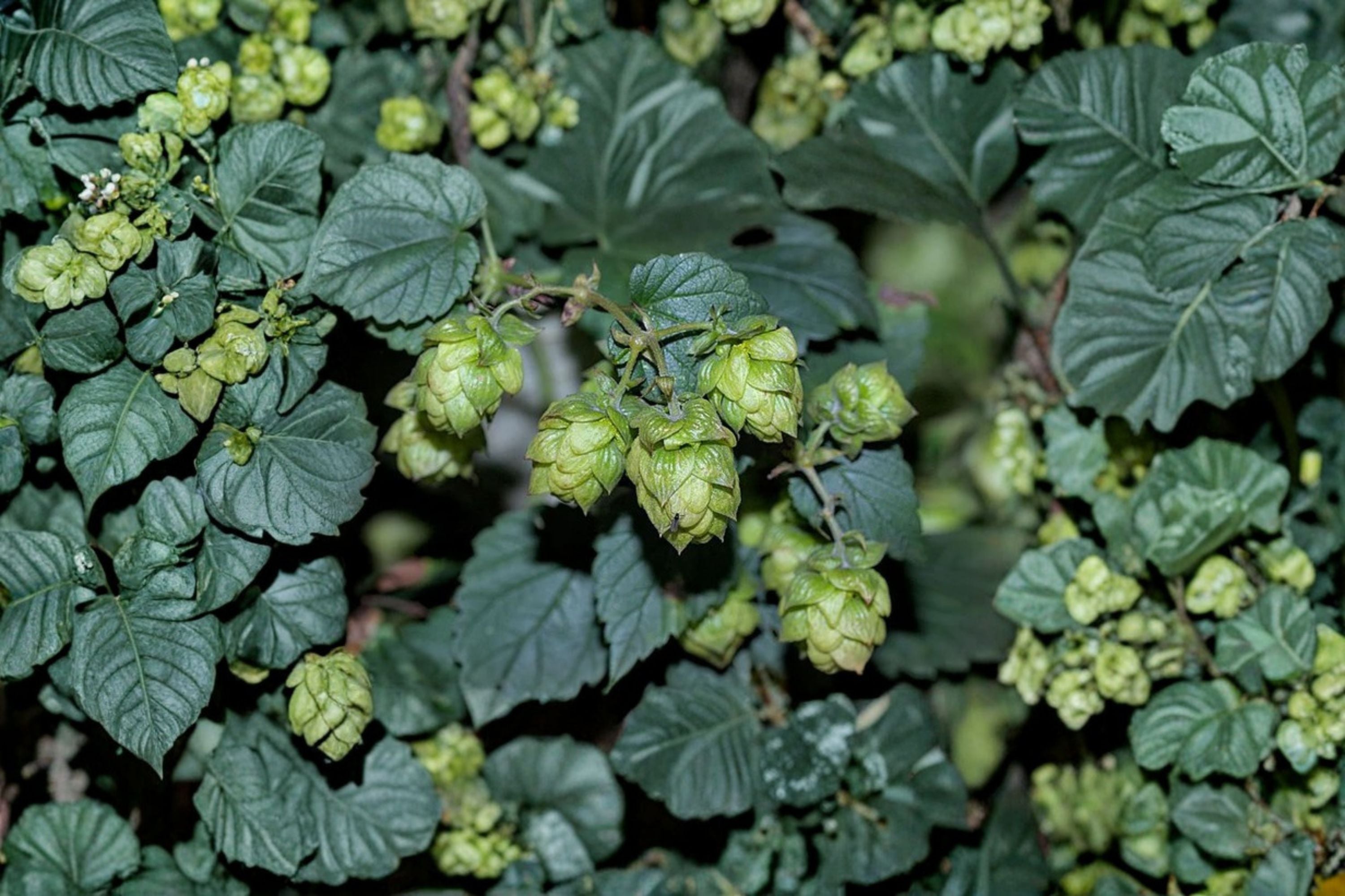 Centennial Hops Plant | Humulus lupulus | Beer Brewing Plant | Grow Your Own Hops | Fast Growing Vine | Homebrew Garden | 1 Gallon