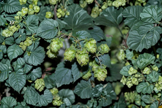 Centennial Hops Plant | Humulus lupulus | Beer Brewing Plant | Grow Your Own Hops | Fast Growing Vine | Homebrew Garden | 1 Gallon
