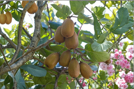 Hardy Kiwi ‘Red Beauty’ Female Plant | Actinidia kolomikta | Edible Kiwi Vine | Cold Hardy Fruit Plant | Grow Your Own Food