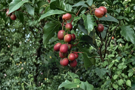 Red Hardy Kiwi ‘Ken’s Red’ Female Plant | Actinidia arguta | Edible Kiwi Vine | Red Kiwi Fruit | Grow Your Own Food | Cold Hardy