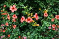 Trumpet Vine ‘Madame Galen’ | Hummingbird Vine | Fast Growing Privacy Vine | Orange Flowering Climbing Vine | Trellis Plant | 1 Gallon