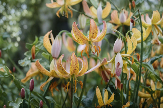 Martagon Lily ‘Peppard Gold’ | Turk’s Cap Lily Bulb | Shade Tolerant Lily | Rare Yellow Lily | Woodland Garden Plant