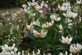 White Martagon Lily ‘Albi Morning’ | Turk’s Cap Lily Bulb | Shade Tolerant Lily | Rare Woodland Flower | Perennial Bulb