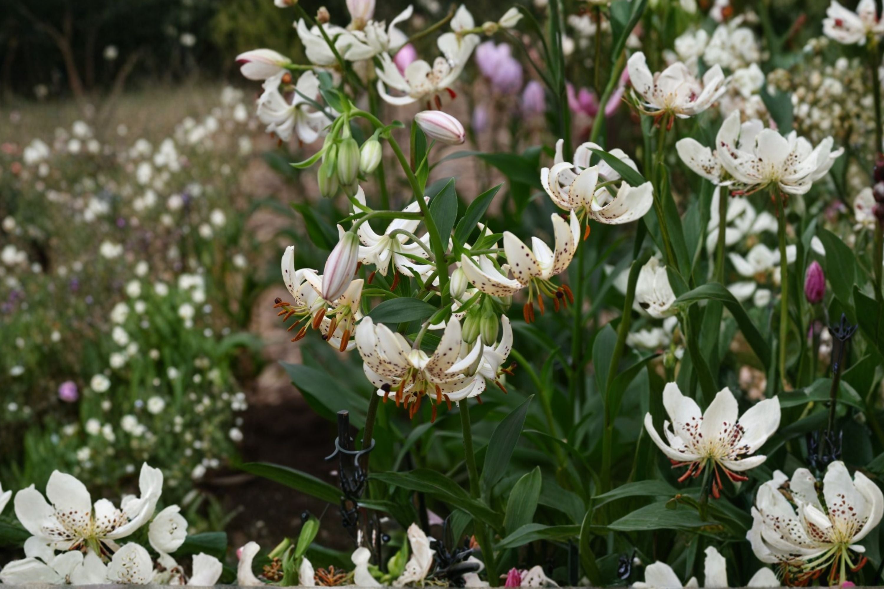 White Martagon Lily ‘Albi Morning’ | Turk’s Cap Lily Bulb | Shade Tolerant Lily | Rare Woodland Flower | Perennial Bulb