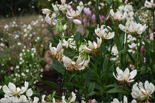White Martagon Lily ‘Albi Morning’ | Turk’s Cap Lily Bulb | Shade Tolerant Lily | Rare Woodland Flower | Perennial Bulb
