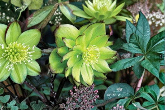 Hellebore ‘Jade Tiger’ | Lenten Rose | Winter Jewels Series | Shade Perennial | Early Spring Blooms | Evergreen Garden Plant