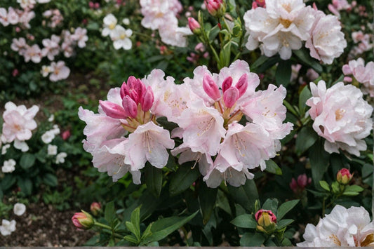 Rhododendron ‘Yaku Princess’ | Dwarf Evergreen Shrub | Pink Spring Blooms | Shade Garden Plant | Compact Rhododendron | 1 Gallon Live Plant