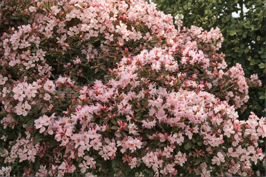 Rhododendron ‘Crete’ | Dwarf Evergreen Shrub | Pink to White Blooms | Shade Garden Plant | Compact Rhododendron | 1 Gallon Live Plant