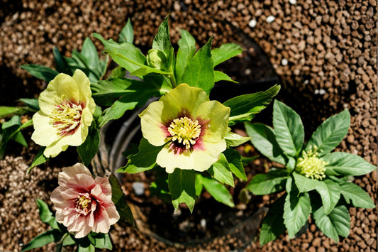 Hellebore ‘Irish Luck’ | Lenten Rose Plant | Evergreen Shade Perennial | Winter Blooming Flower | Deer Resistant | Honeymoon Series