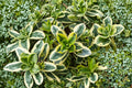 Hebe ‘Golden Katrina’ | Variegated Evergreen Shrub | Tricolor Hebe Plant | Compact Shrub for Containers & Borders | 1 Gallon Live Plant