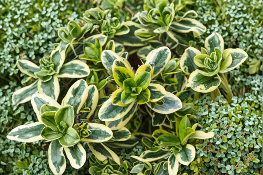 Hebe ‘Golden Katrina’ | Variegated Evergreen Shrub | Tricolor Hebe Plant | Compact Shrub for Containers & Borders | 1 Gallon Live Plant