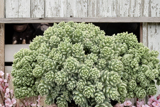 Sedum ‘Silver Roses’ | Blue Succulent Ground Cover | Stonecrop Plant | Drought Tolerant Rock Garden Plant | Trailing Sedum | 3.5” Pot